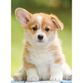 Charger l'image dans la visionneuse de la galerie, NATHAN - C-T ADORABLE CORGI 500MCX
