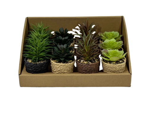 PLANTE EN POT CORDE COUL ASST 2.5 X 5"4CHX
