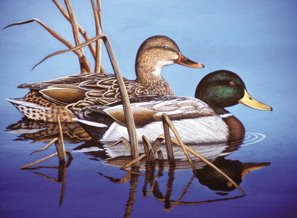 PEINTURE NUMERO SENIOR - CANARDS COLVERTS