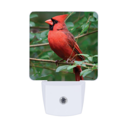 EDENBOROUGH - VEILLEUSE "CARDINAL"