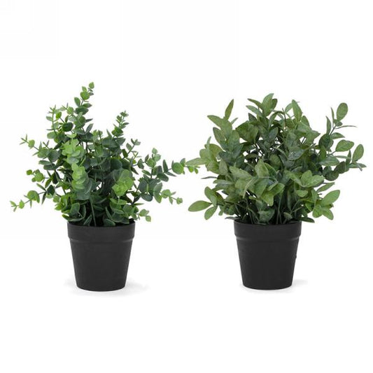 PLANTE FEUILLAGE EN POT 3.5 X 10" 2CHX