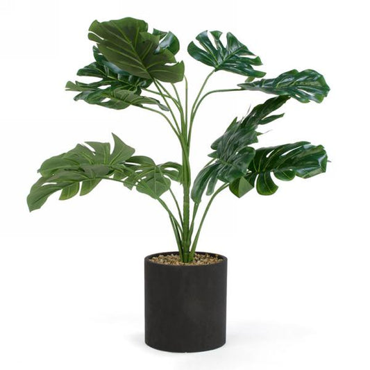 PLANTE FEUILLAGE POT 4.5 X 18" NOIR