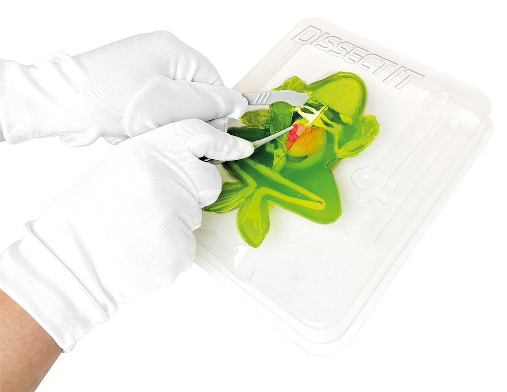 DISSECT IT - GRENOUILLE AU LABO