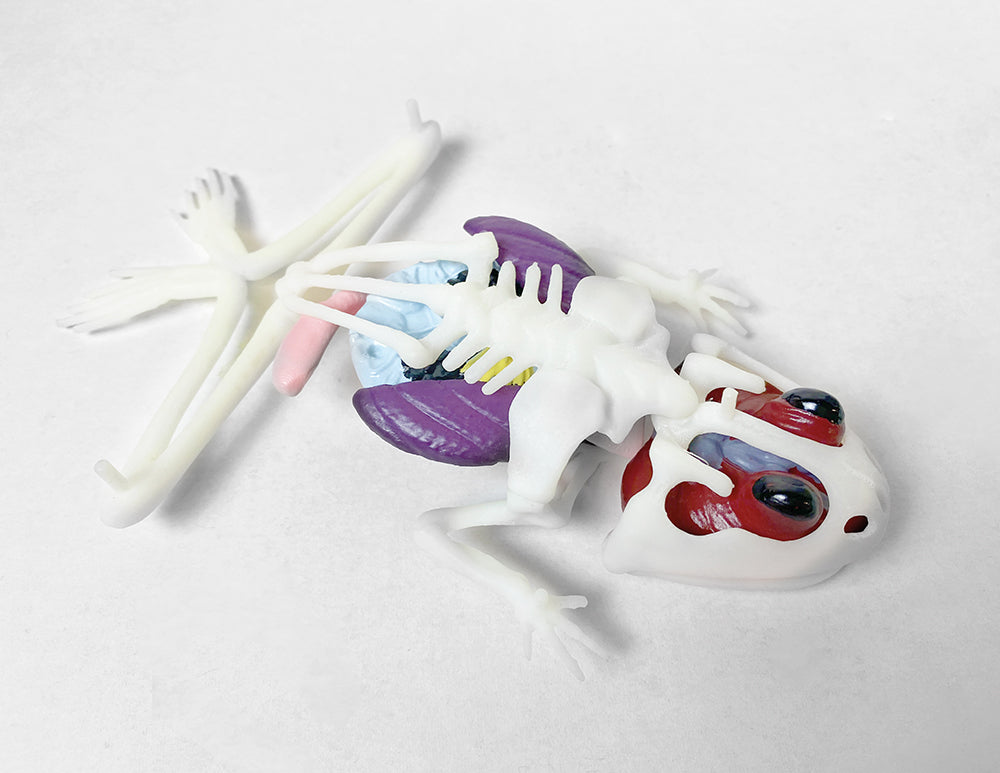 DISSECT IT - GRENOUILLE AU LABO