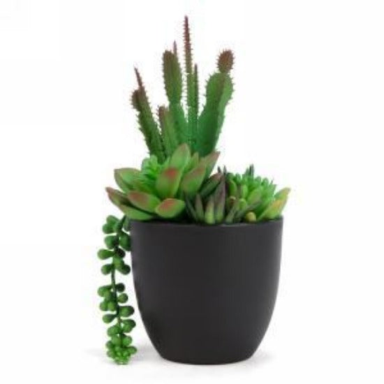 PLANTES SUCCULENTS POT 4½ X 9½ " NOIR