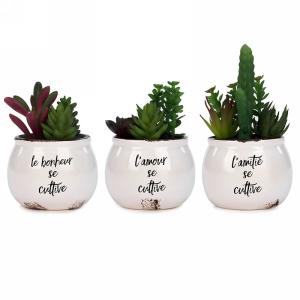 SUCCULENT POT BLANC AVEC TEXTE 3CHX ASSORTIS